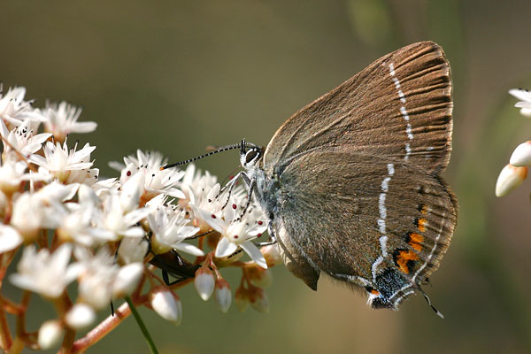 Wegedoornpage - Satyrium spini