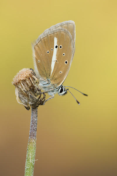 Witstreepblauwtje - Agrodiaetus damon