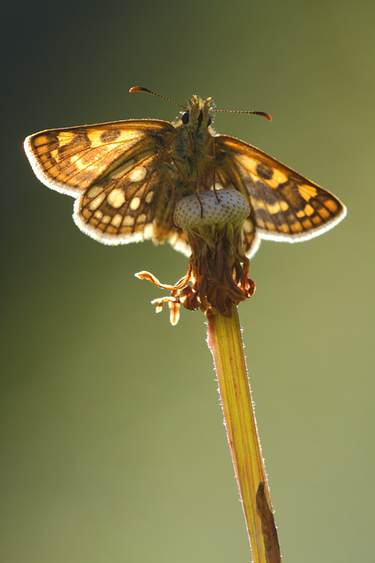 Bont dikkopje - Carterocephalus palaemon