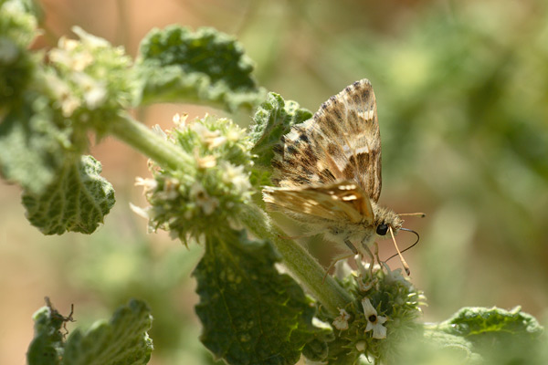 Oostelijk andoorndikkopje - Carcharodus orientalis