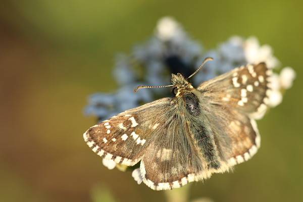Westelijk spikkeldikkopje - Pyrgus carlinae
