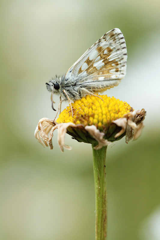 Witgezoomd spikkeldikkopje - Pyrgus carthami
