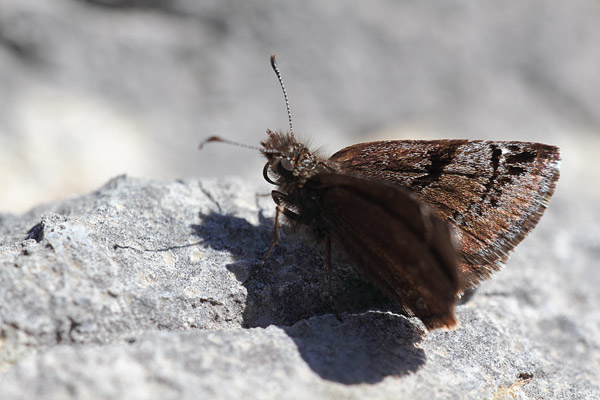 Zwartbruin dikkopje - Erynnis marloyi