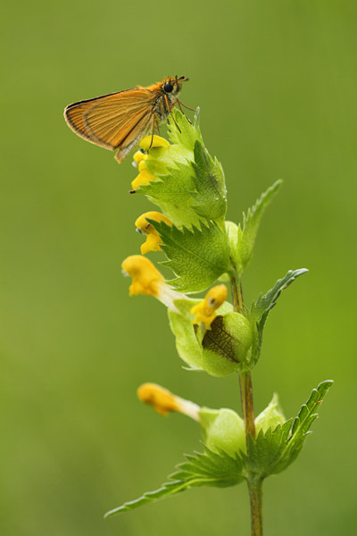 Zwartsprietdikkopje - Thymelictus lineola