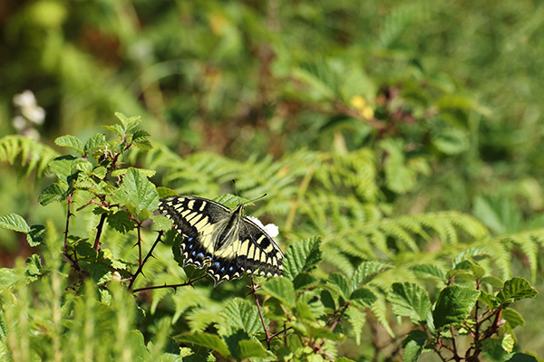 Corsicaanse koninginnenpage - Papilio hospiton