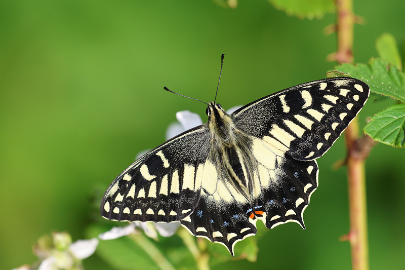 Corsicaanse koninginnenpage - Papilio hospiton