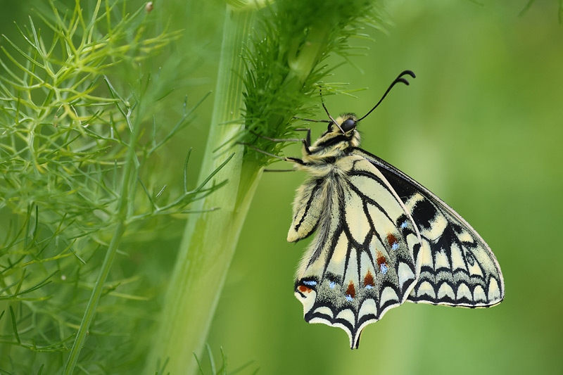 Corsicaanse koninginnenpage - Papilio hospiton