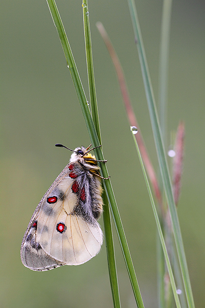 Kleine apollovlinder – Parnassius phoebus