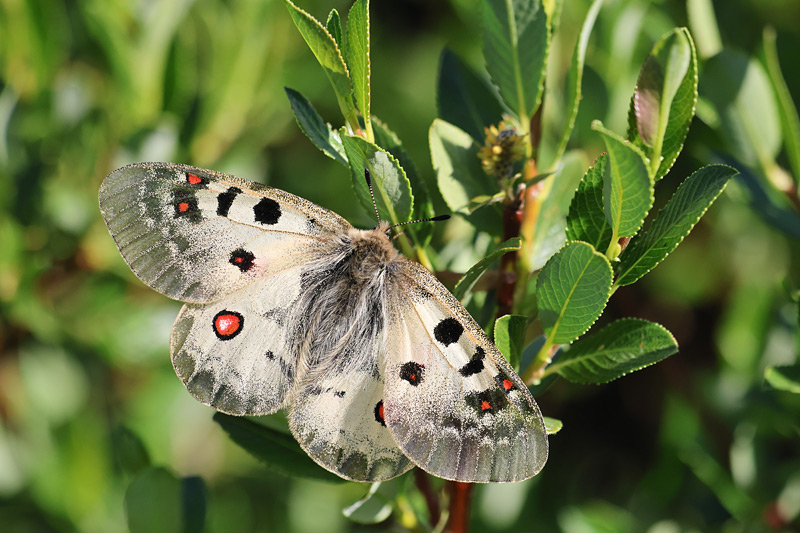 Kleine apollovlinder - Parnassius phoebus