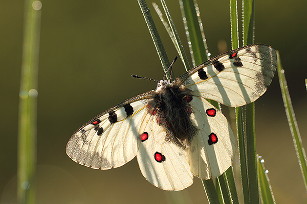 Kleine apollovlinder - Parnassius phoebus