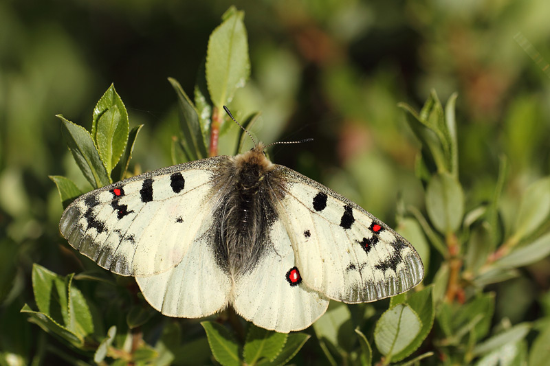 Kleine apollovlinder - Parnassius phoebus