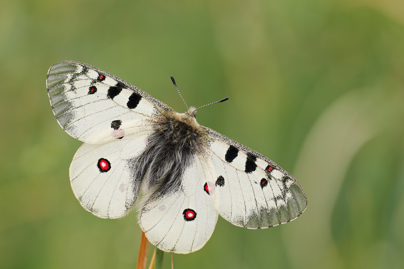 Kleine apollovlinder - Parnassius phoebus