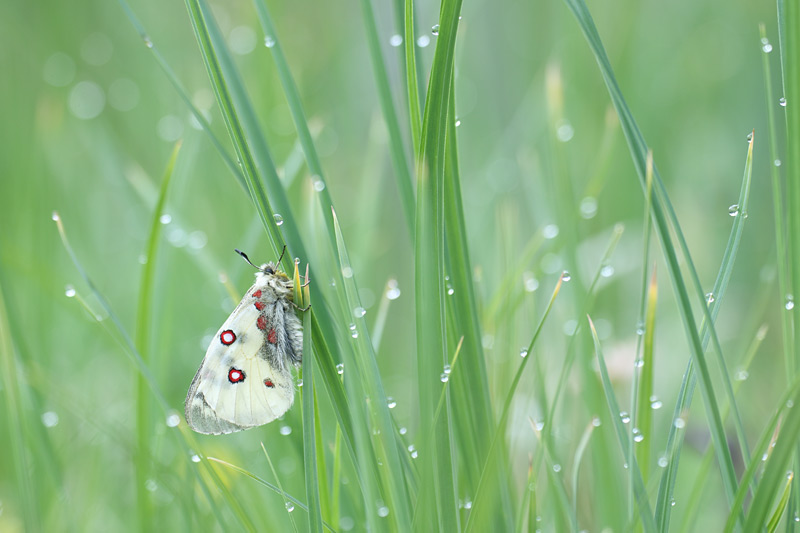 Kleine apollovlinder - Parnassius phoebus