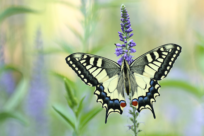 Koninginnenpage - Papilio machaon