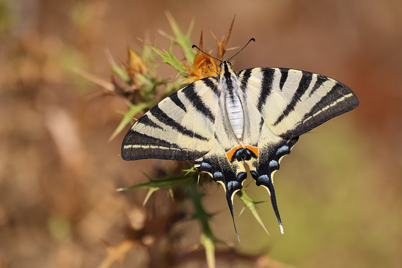Koningspage - Iphiclides podalirius