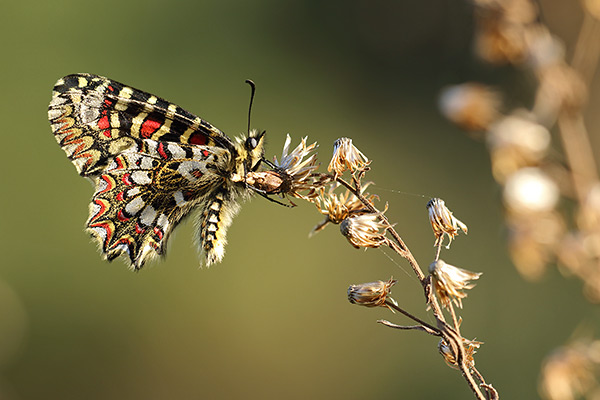 Spaanse pijpbloemvlinder - Zerynthia rumina