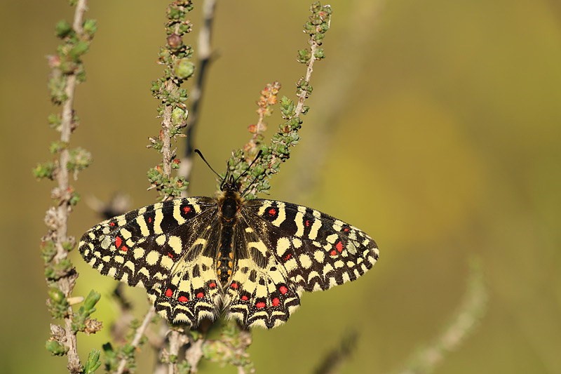 Spaanse pijpbloemvlinder - Zerynthia rumina