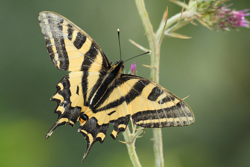 Zuidelijke koninginnenpage - Papilio alexanor