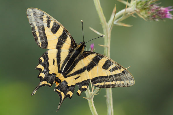 Zuidelijke koninginnenpage - Papilio alexanor