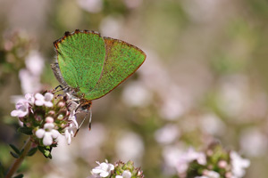 Aardbeiboomgroentje - Callophrys avis
