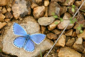Adonisblauwtje - Polyommatus bellargus