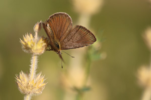 Almijara-esparcetteblauwtje - Polyommatus violetae