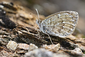 Alpenglanserebia - Erebia nivalis