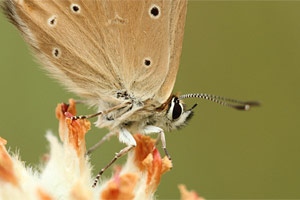 Aosta-esparcetteblauwtje - Polyommatus humedasae