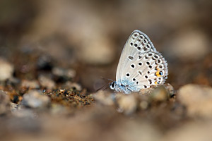 Azuurblauwtje - Plebejus loewii