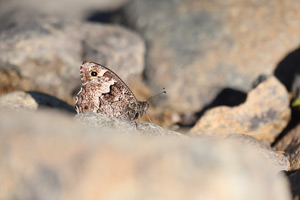 Balkanboswachter - Hipparchia syriaca