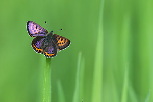 Blauwe vuurvlinder - Lycaena helle