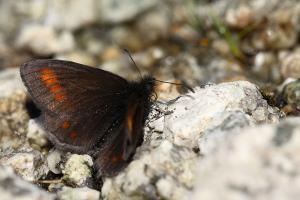 Blinde bergerebia - Erebia pharte
