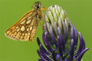 Bont dikkopje - Carterocephalus palaemon