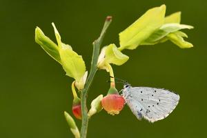 Boomblauwtje - Celastrina argiolus