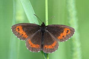Boserebia - Erebia ligea