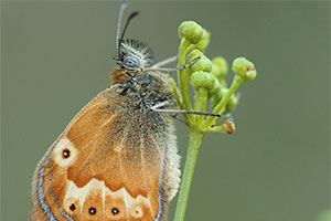 Corsicaans hooibeestje - Coenonympha corinna