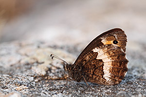 Corsicaanse heivlinder - Hipparchia neomiris
