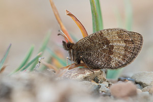Cottische zijde erebia - Erebia aethiopella