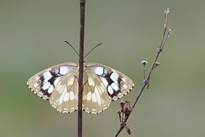 Dambordje - Melanargia galathea