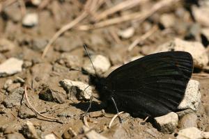 Donkere erebia - Erebia meolans