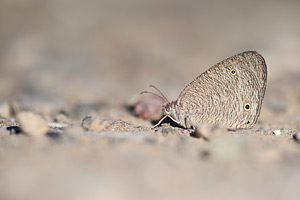 Dubbeloog - Ypthima asterope