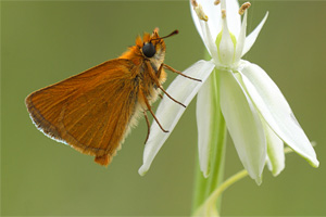 Dwergdikkopje - Thymelictus acteon