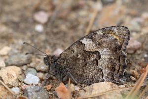 Egeische heivlinder - Hipparchia mersina