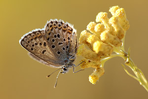 Elba vals heideblauwtje - Plebejus villai