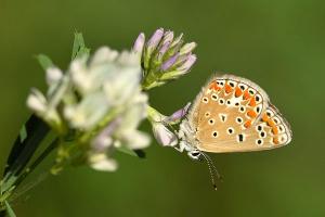 Esparcetteblauwtje - Polyommatus thersites