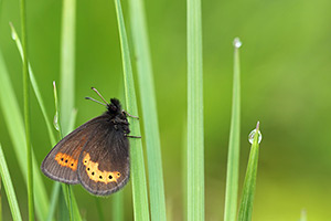 Geelbanderebia - Erebia flavofasciata