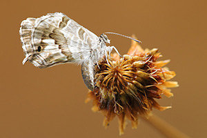 Geraniumblauwtje - Cacyreus marshalli