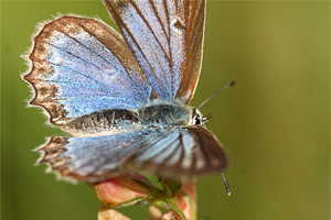 Getand blauwtje - Polyommatus daphnis