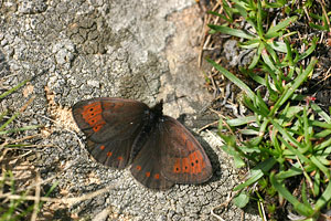 Gewone dauwerebia - Erebia pandrose