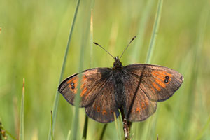 Gewone glanserebia - Erebia cassioides
